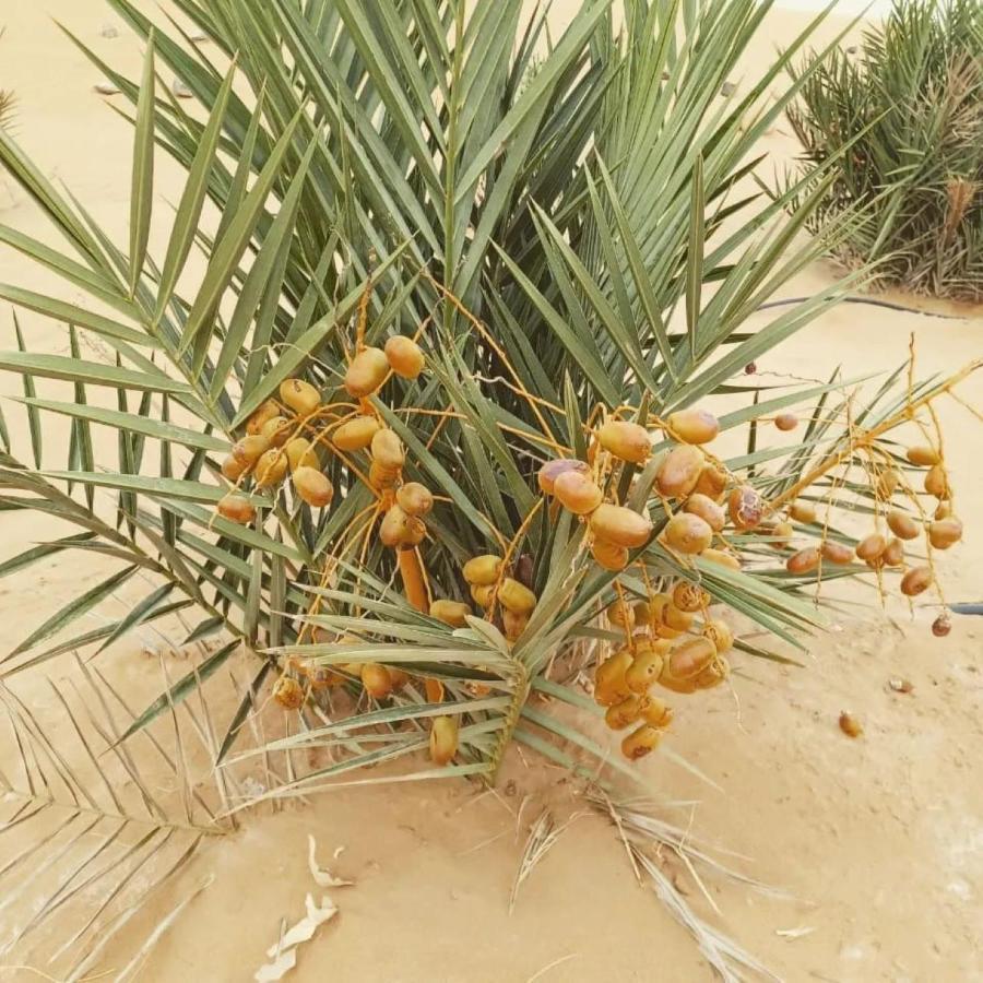 Отель Restcamp Ergchebbi Мерзуга Экстерьер фото